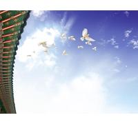 OZLHSP Puzzles Grandes Puzzle 500 Piezas Paloma Animal 52x38cm