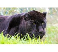 OZLHSP Puzzles imposibles Puzzle 500 Piezas Jaguares Grandes Animales 52x38cm