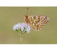 OZLHSP Puzzles imposibles Puzzle 500 Piezas Mariposas Insectos Animales 52x38cm