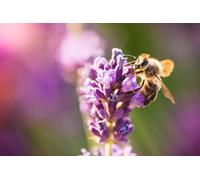 OZLHSP Puzzles niños 500 Piezas Abejas Insecto Animal 52x38cm