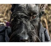 OZLHSP Puzzles niños 500 Piezas Animal Schnauzer Gigante 52x38cm