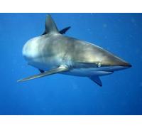 OZLHSP Puzzles niños 500 Piezas Animales Tiburones 52x38cm