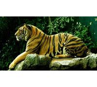 OZLHSP Puzzles niños 500 Piezas Tigres Animales Grandes 52x38cm