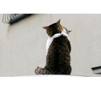 OZLHSP Puzzles para Adultos 500 Piezas Abrazo de Gato Conoce a Animales 52x38cm