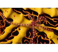 OZLHSP Puzzles para Adultos 500 Piezas Animales Estrellas de mar 52x38cm