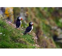 OZLHSP Puzzles para Adultos 500 Piezas Animales frailecillos del Atlántico 52x38cm