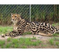 OZLHSP Puzzles para Adultos 500 Piezas Guepardos Grandes felinos Animales Reales 52x38cm