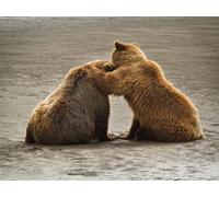 OZLHSP Puzzles para niños Puzzle 500 Piezas Osos pardos de Alaska 52x38cm