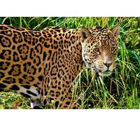 OZLHSP Puzzles Piezas Grandes niños Puzzles 500 Piezas Jaguares Grandes Animales 52x38cm