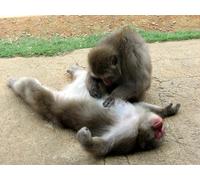 OZLHSP Puzzles Piezas Grandes niños Puzzles 500 Piezas Mono Macaco Animal 52x38cm