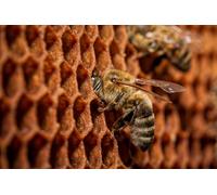 OZLHSP Regalo niño Puzzle 500 Piezas Abejas Animales 52x38cm