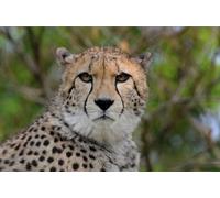 OZLHSP Regalo niño Puzzle 500 Piezas Guepardos Grandes felinos Animales 52x38cm