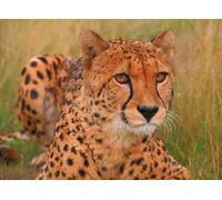 OZLHSP Regalos Adultos 500 Piezas Guepardos Grandes felinos Animales 52x38cm