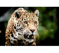 OZLHSP Regalos Adultos 500 Piezas Jaguares Grandes Animales 52x38cm