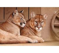 OZLHSP Regalos Adultos 500 Piezas Pumas Grandes felinos Animales 52x38cm