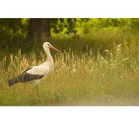 OZLHSP Regalos niños Puzzles 500 Piezas Cigüeñas Animales 52x38cm