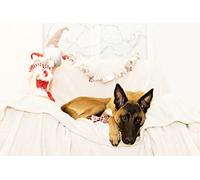 OZLHSP Regalos para niños Puzzle 1000 Piezas Camas para pastores belgas 75x50cm