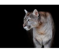 OZLHSP Regalos para niños Puzzle 500 Piezas Pumas Animales 52x38cm