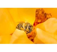 OZLHSP Rompecabezas Adultos Puzzle 500 Piezas Abejas Insectos Animales 52x38cm