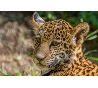 OZLHSP Rompecabezas Adultos Puzzle 500 Piezas Grandes felinos jaguares 52x38cm