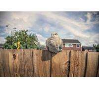 OZLHSP Rompecabezas Adultos Puzzle 500 Piezas Paloma Animal 52x38cm