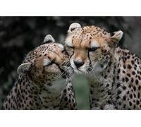 OZLHSP Rompecabezas Puzzle 500 Piezas Animales guepardos 52x38cm