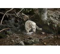 OZLHSP Rompecabezas Puzzle 500 Piezas Retriever Brook Animal 52x38cm