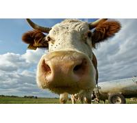OZLHSP Super Puzzle 1500 Piezas Animal de Vaca 87x57cm
