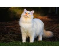 OZLHSP Super Puzzle 500 Piezas Animal Gato 52x38cm