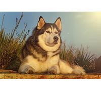 OZLHSP Super Puzzle 500 Piezas Animal Husky 52x38cm