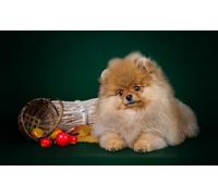 OZLHSP Super Puzzle 500 Piezas Animal Spitz 52x38cm