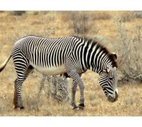 OZLHSP Super Puzzle 500 Piezas Animales cebras 52x38cm