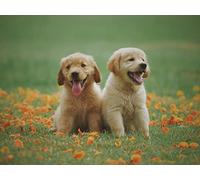 OZLHSP Super Puzzle 500 Piezas Cachorro Golden Retriever 52x38cm