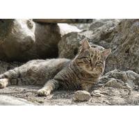 OZLHSP Super Puzzle 500 Piezas Gatos Animales 52x38cm