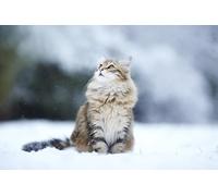 OZLHSP Super Puzzle 500 Piezas Gatos Animales 52x38cm