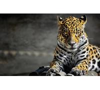 OZLHSP Super Puzzle 500 Piezas Jaguares Grandes Animales 52x38cm