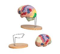 P9IDEDFH Modelo de cerebro humano, 8 componentes, anatomía, cerebro, tamaño real, codificado por colores, 50 etiquetas, modelo anatómico para enseñar ciencias, estudio en el aula