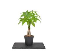 Pachira Aquatica Castaño de Agua en Maceta de 14 cm de Diámetro | DECOALIVE Planta de 65 cm de Altura