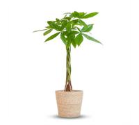Pachira Aquatica con Maceta de Algas, Decoración, Natural, 80cm, Ø21