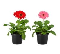Pack 2 Margaritas Gerbera Jamesonii Margarita de Transvaal DECOALIVE 12 cm de Diámetro Altura 30 cm Planta Resistente con Flor para Hogar Acogedor