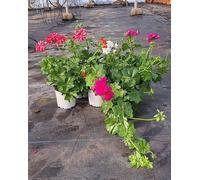 Pack 3 Geranios Zonales y Gitanillas - Pack 3 Geranios Naturales Planta (Pelargonium) 14 cm ø - GERANIOS SP 9