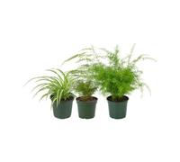 Pack 3 Plantas: Cinta, Espárrago Plumoso y Helecho Espárrago DECOALIVE | Chlorophytum Comosum, Asparagus Setaceus y Asparagus Densiflorus - Selección Natural para Oficina y Despacho