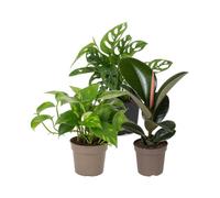 Pack 3 Plantas de Interior DECOALIVE: Iniciación a las Plantas | Monstera Adansonii, Epipremnum Aureum y Ficus Robusta - Colección de Inicio para Amantes de las Plantas