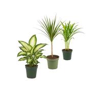 Pack 3 Plantas DECOALIVE: Diefembaquia Camilla, Drácena y Palma Areca | Dieffenbachia Camilla, Dracaena Marginata Verde y Dypsis Lutescens - Colección de Inicio para Amantes de las Plantas