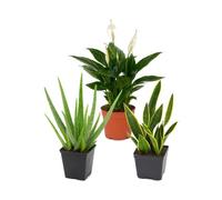 Pack 3 Plantas DECOALIVE: Espatifilo, Sábila y Lengua de Suegra | Spathiphyllum Wallisii, Aloe Vera y Sansevieria Laurentii - Selección Natural para Oficina y Despacho