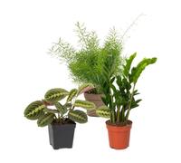 Pack 3 Plantas DECOALIVE: Helecho Espárrago, Maranta Tricolor y Zamioculca | Asparagus Densiflorus, Maranta Tricolor y Zamioculcas Zamiifolia - Colección de Inicio para Amantes de las Plantas