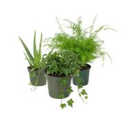 Pack 3 Plantas DECOALIVE: Sábila, Helecho Espárrago y Hiedra Verde | Aloe Vera, Asparagus Densiflorus y Hedera Verde - Colección de Inicio para Amantes de las Plantas