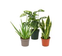 Pack 3 Plantas DECOALIVE: Sábila, Monstera Monkey Mask y Lengua de Suegra | Aloe Vera, Monstera Adansonii y Sansevieria Laurentii - Colección de Inicio para Amantes de las Plantas