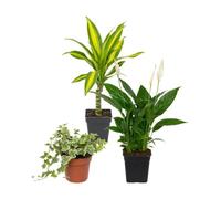 Pack 3 Plantas DECOALIVE: Tronco de Brasil, Hiedra Variegada y Espatifilo | Dracaena Golden Coast, Hedera Variegata y Spathiphyllum Wallisii - Colección de Inicio para Amantes de las Plantas