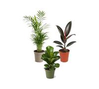 Pack 3 Plantas Naturales DECOALIVE: Iniciación a las Plantas | Chamaedorea Elegans, Ficus Abidjan y Ficus Bambino - Colección de Inicio para Amantes de las Plantas